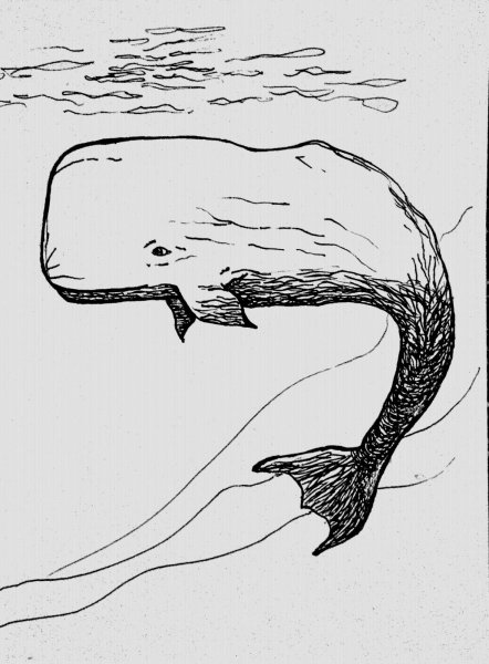 Кашалот раскраска