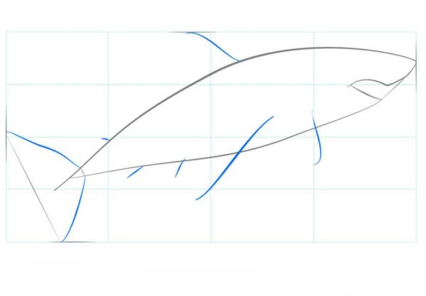 Как нарисовать плавник акулы