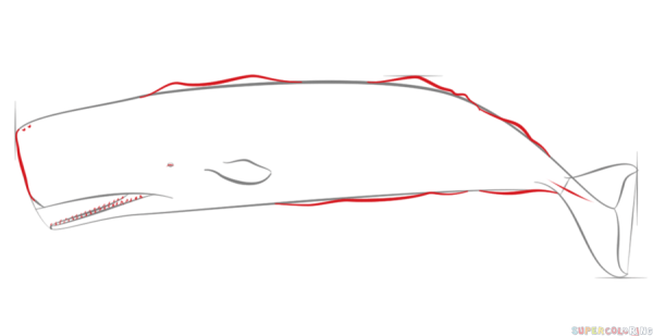 Кашалот рисунок поэтапно