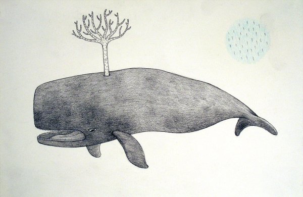 Кашалот иллюстрация