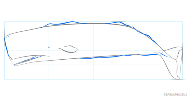 Пошаговое рисование кашалота