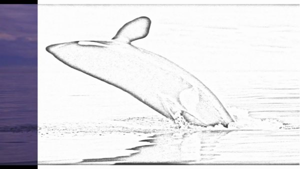 Кашалот рисунок раскраска