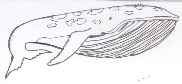 Кашалот рисунок для детей карандашом