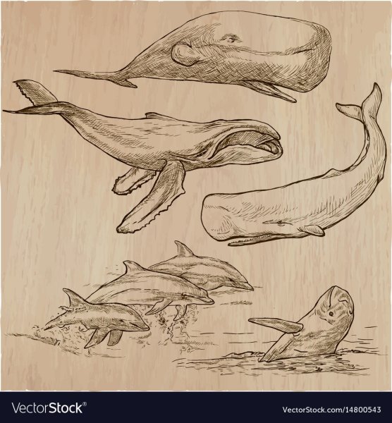 Рисунки китов карандашами