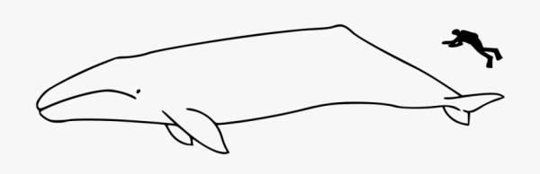 Кашалот раскраска для детей