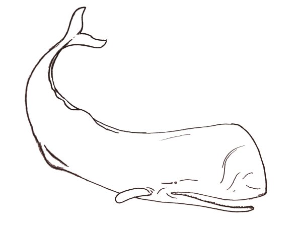 Кашалот раскраска