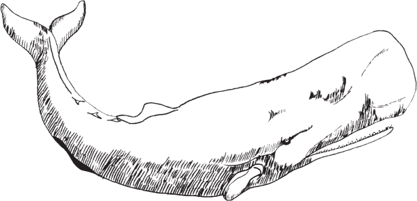 Кашалот рисунок карандашом