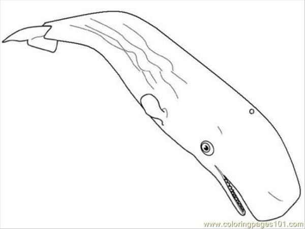 Раскраски страшный Кашалот