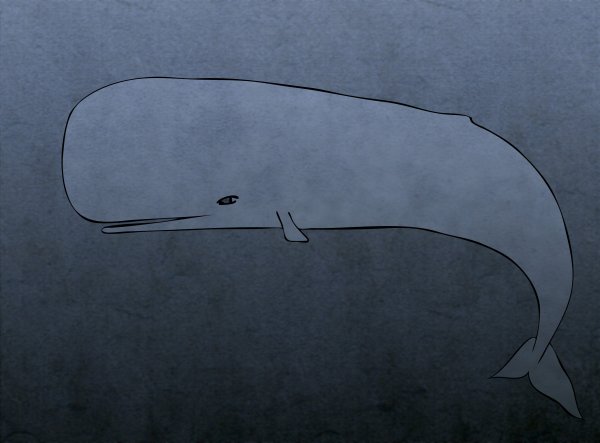 Кашалот вид сверху рисунок