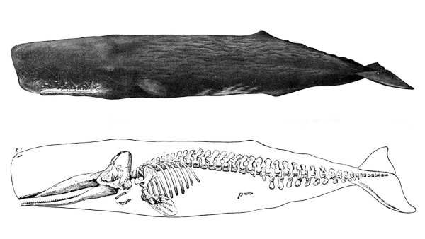 Древний Кашалот бригмофизетр
