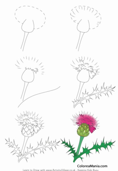 Как поэтапно нарисовать растение чертополох