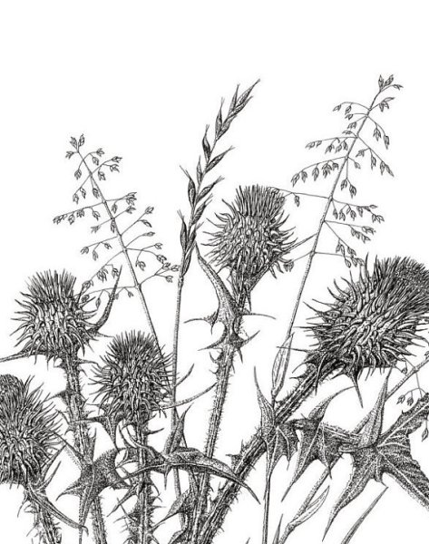 Чертополох рисунок стилизованный
