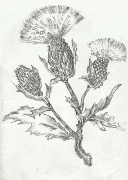 Чертополох растения стилизация