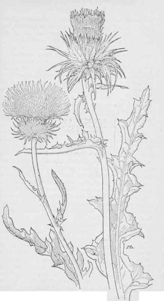 Чертополох карандашом