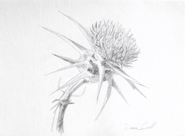 Чертополох эскиз