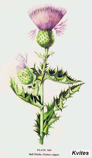 Бодяк Ботаническая иллюстрация