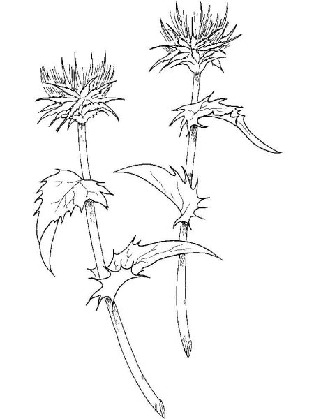Расторопша пятнистая