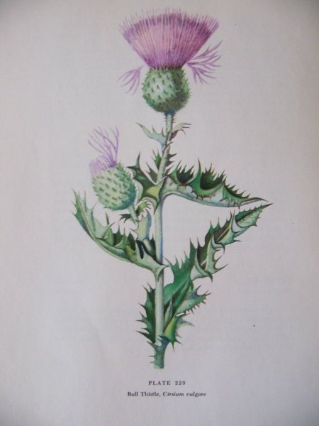 Cirsium vulgare иллюстрация