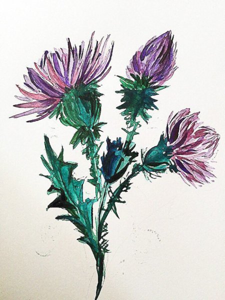 Расторопша акварель