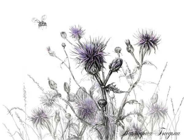 Репейник Графика