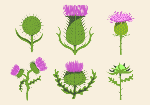 Thistle вектор