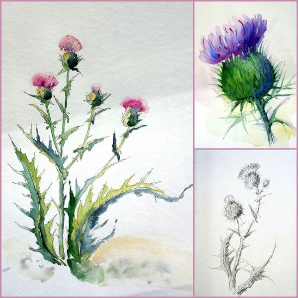 Чертополох скетч