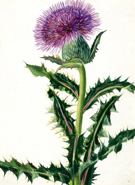 Цветок чертополох акварель Ботанический