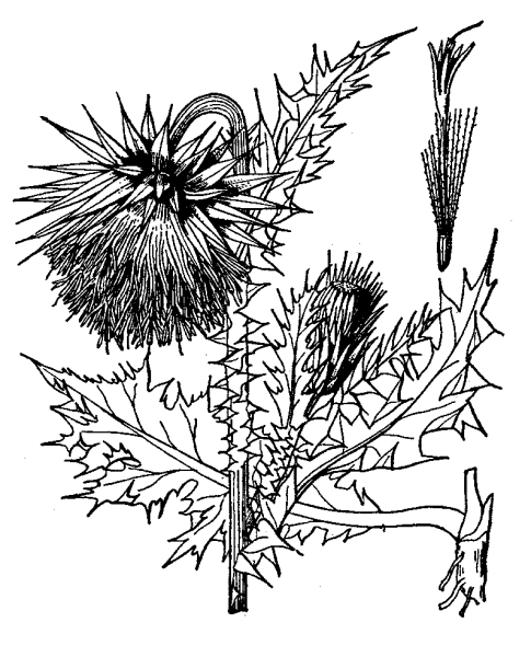 Чертополох ГИСАНЕ