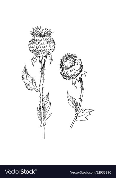 Onopordum acanthium эскиз