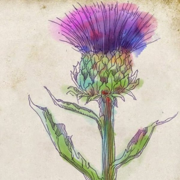 Сказочный чертополох