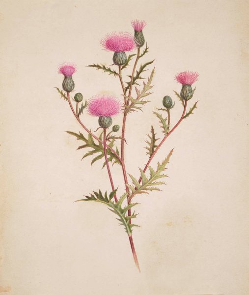 Чертополох Ботаническая иллюстрация