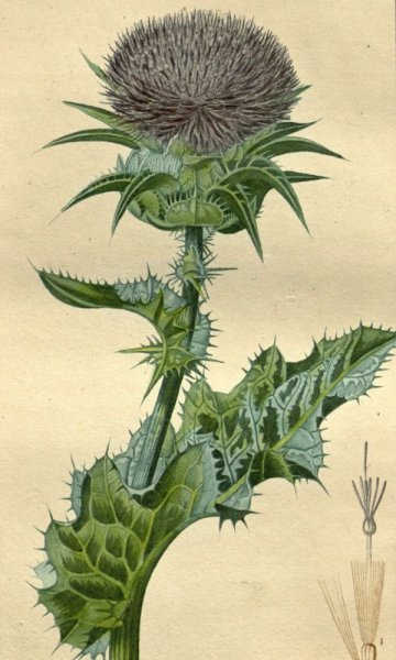 Расторопша пятнистая ботаника