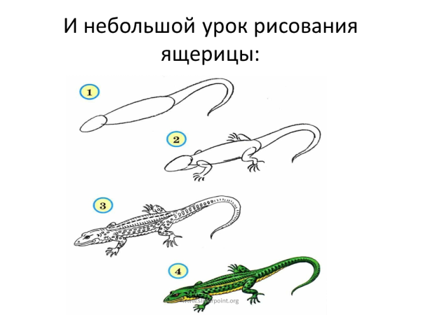 Поэтапное рисование ящерицы
