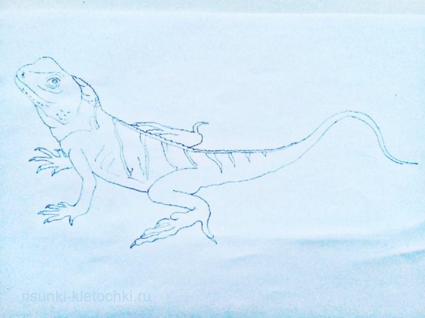 Ящерица поэтапно карандашом