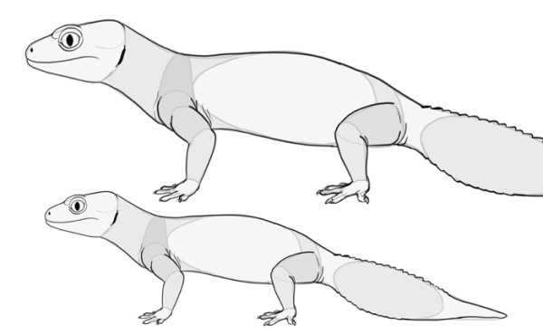Анатомия гекконов для рисования