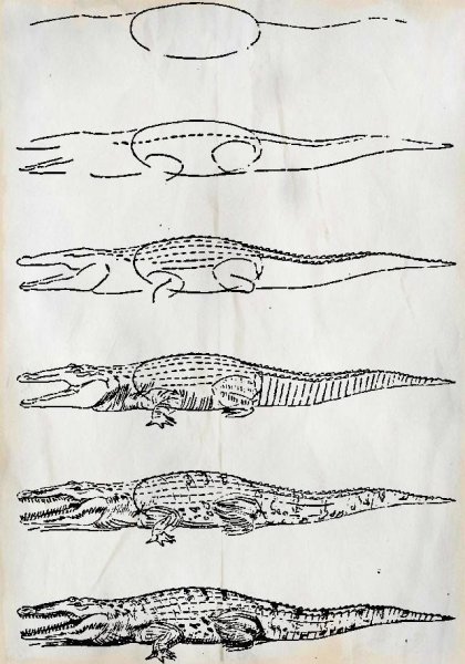 Поэтапное рисование ящерицы