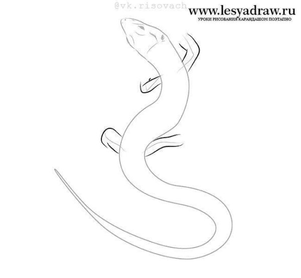 Скетчи комодского варана