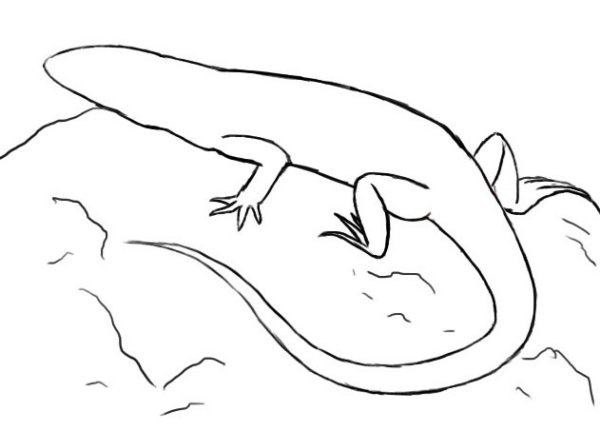 Комодский Варан