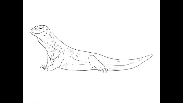 Скетчи комодского варана