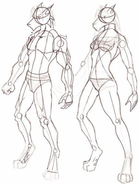 Анатомия фуррей