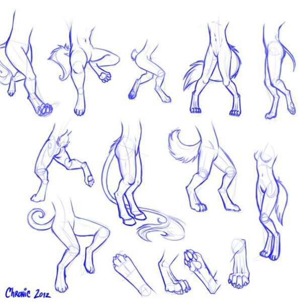 Анатомия фуррей