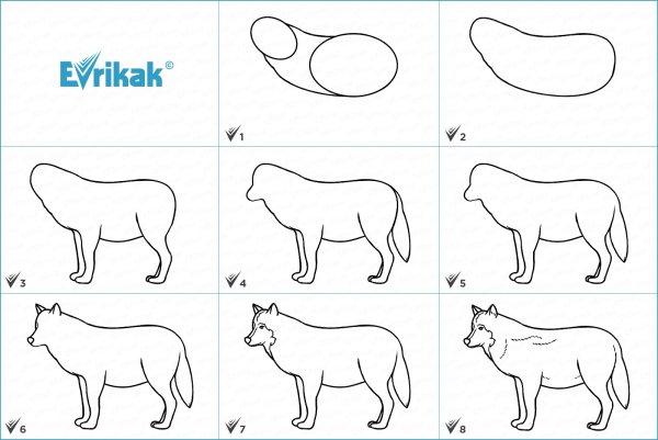 Как рисовать волка поэтапно карандашом