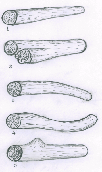Пороки древесины пороки формы ствола