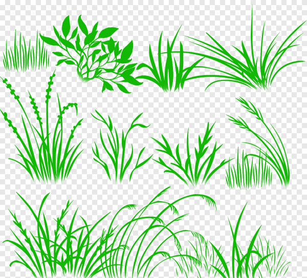 Трава рисунок