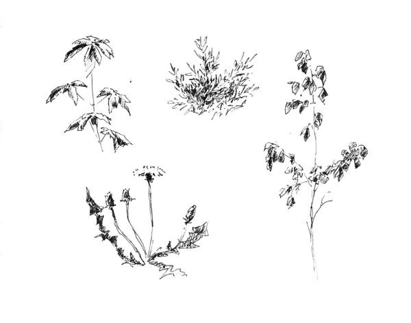 Трава рисунок карандашом