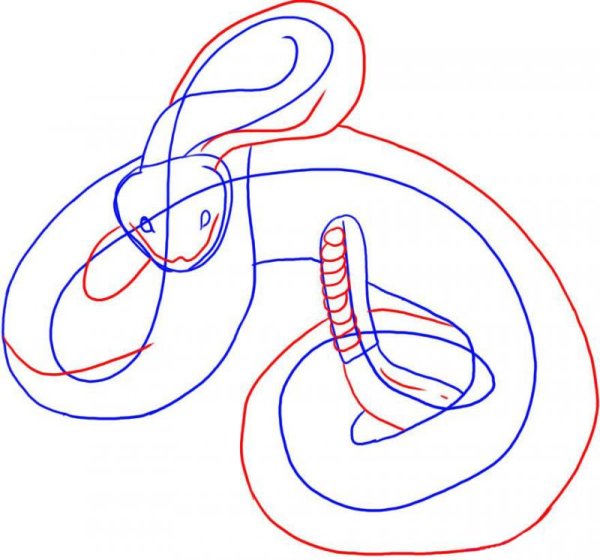 Рисунки змей карандашом для начинающих