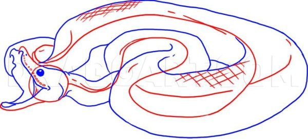 Контур змей