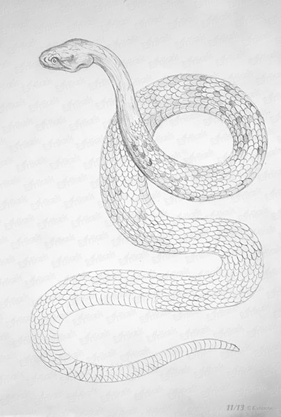 Змея для срисовки