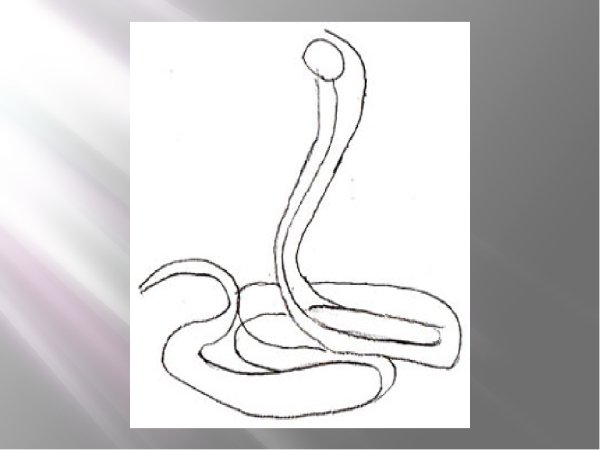 Рисование мудрая змейка