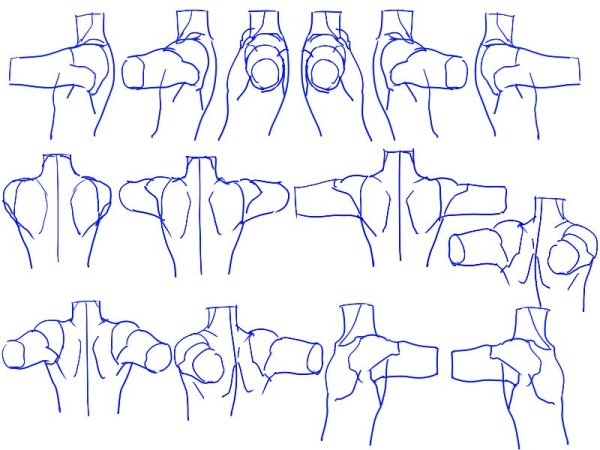 Анатомия плеч для рисования